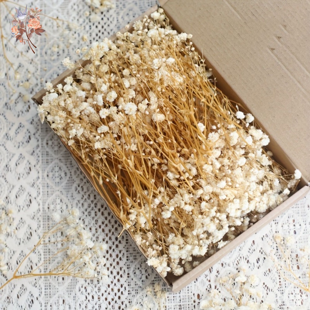 100pcs Mini Dried Baby's Breat - Craft Embellishment recension och pris